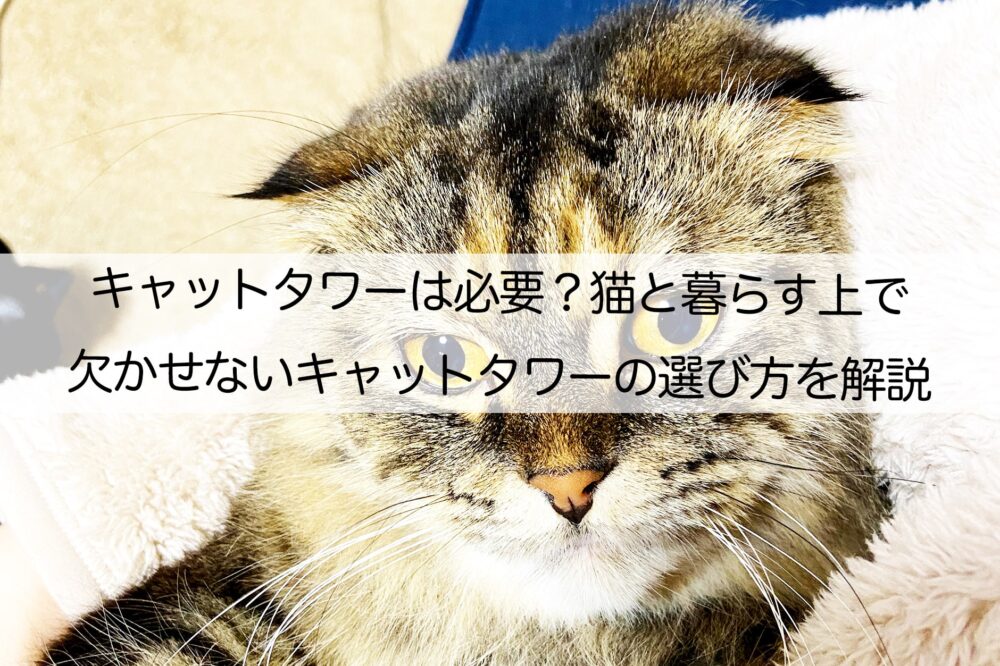 猫と暮らす上で欠かせないキャットタワーの選び方を解説 キャットタワーは必要 ねこらぶ