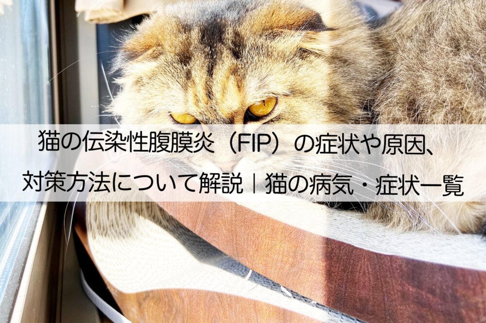 猫の伝染性腹膜炎（FIP）の症状や原因、対策方法について解説｜猫の 