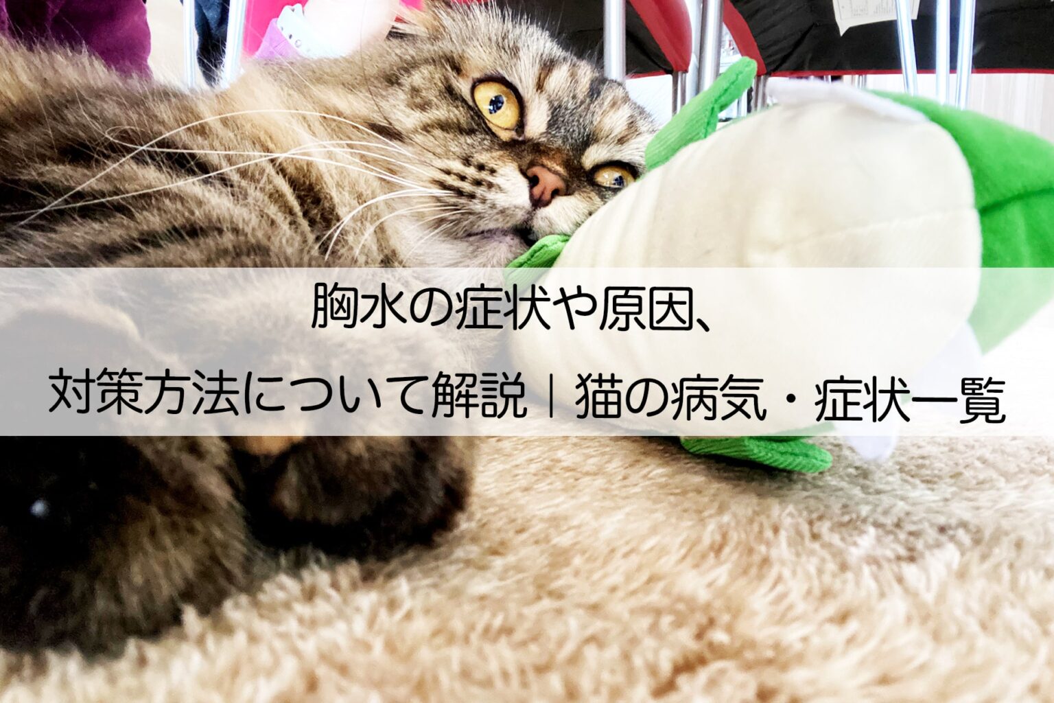 胸水の症状や原因、対策方法について解説|猫の病気・症状一覧 キャットフード徹底調査ねこ好きのため情報サイト 胸水の症状や原因、対策方法について解説|猫の病気・症状一覧 キャットフード徹底調査ねこ好きのため情報サイト